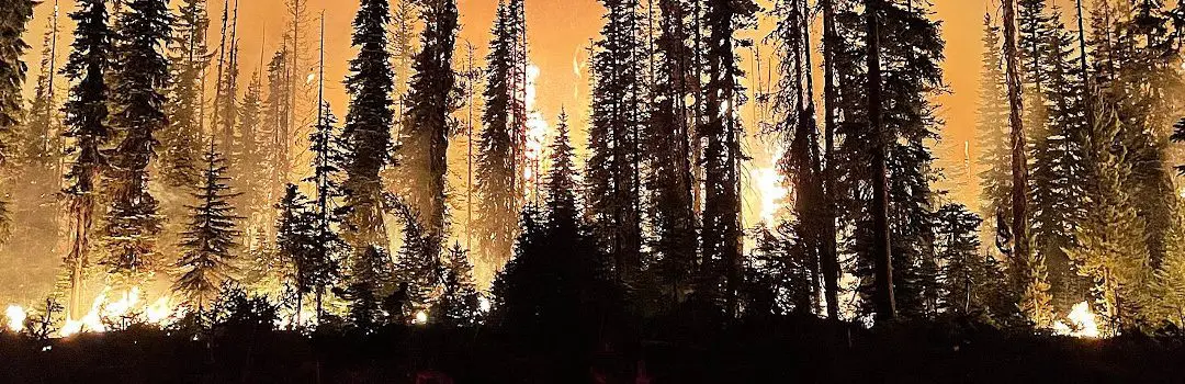 Fire Management in Forestry: History, Challenges, and Future Trends
