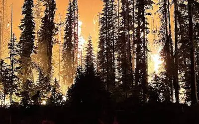 Fire Management in Forestry: History, Challenges, and Future Trends