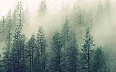 How to Navigate Buzzword Overload: Sustainability