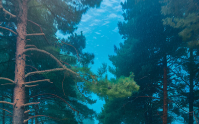 Underwater Forests – Timberwise and the Untapped Potential of Forgotten Trees