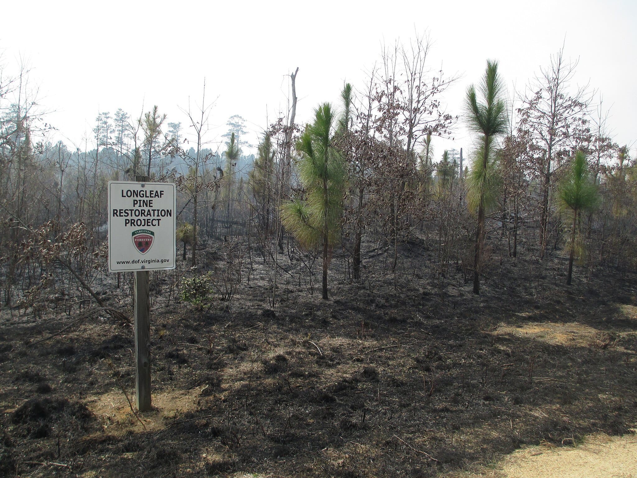 2048px-Big_Woods_State_Forest_longleaf_pine_restoration_1 Forest Restoration Scene