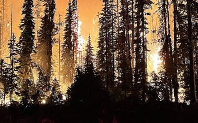 Fire Management in Forestry: History, Challenges, and Future Trends
