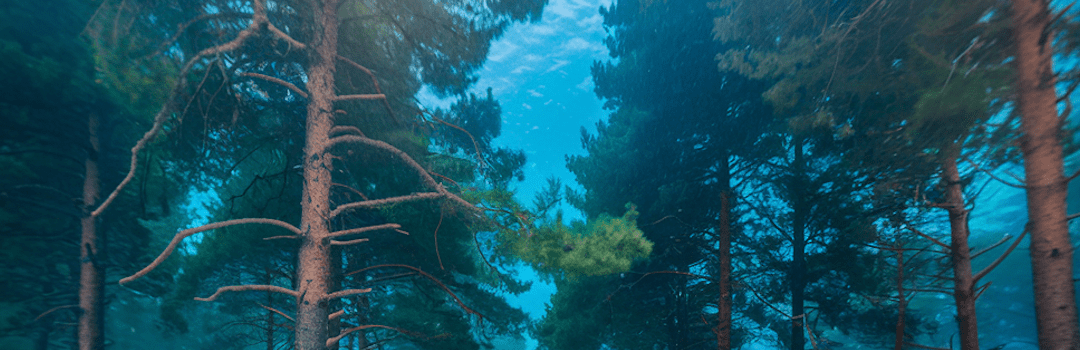 Underwater Forests – Timberwise and the Untapped Potential of Forgotten Trees