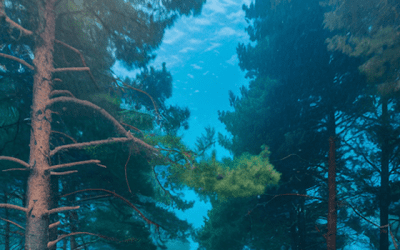 Underwater Forests – Timberwise and the Untapped Potential of Forgotten Trees