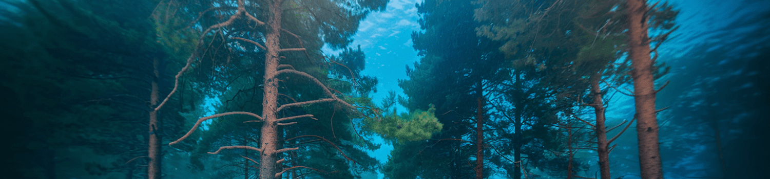 underwater-forest-crop Underwater Forests